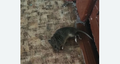Дезинфекция от мышей в Покровске