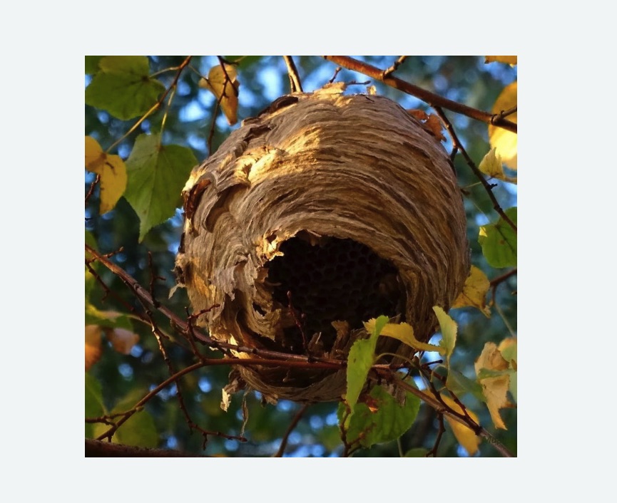 Обработка от шершней в Покровске