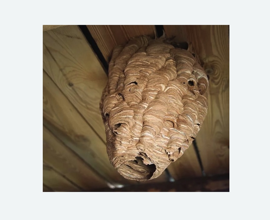 обработка от шершней в Покровске