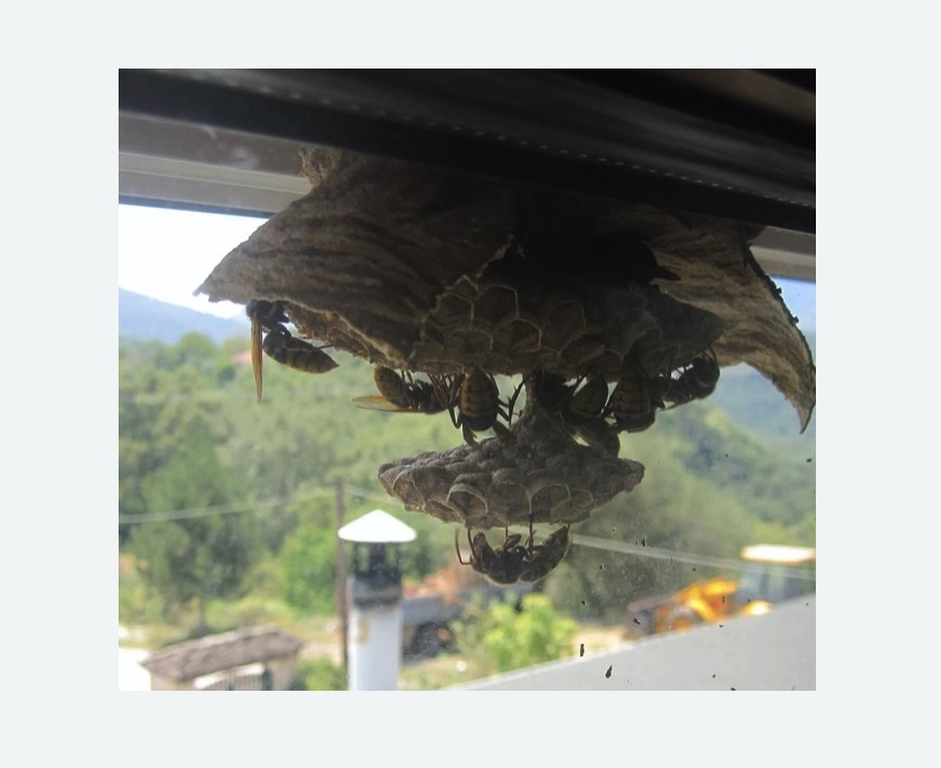 Уничтожение гнёзд шершней в Покровске