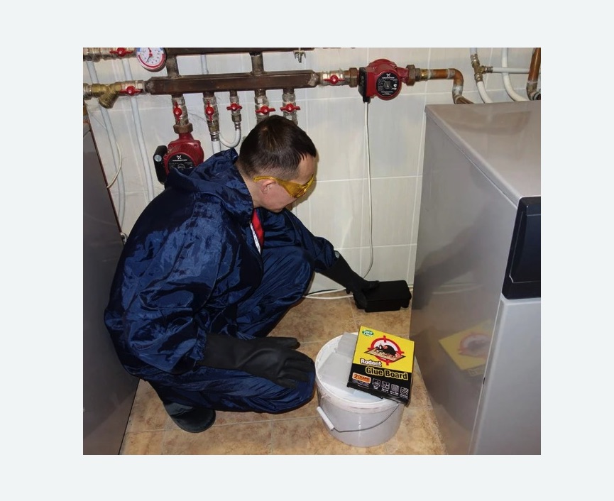 Уничтожение крыс Уничтожение крыс в Покровске