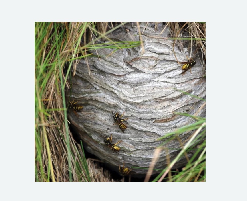 Уничтожение ос и ульев в Покровске